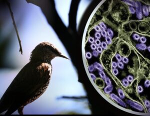 El secreto de este virus está en dos cambios inesperados | VinylStation Radio