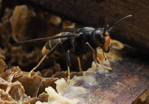 Lo que de verdad mata de la avispa asiática no es la alergia | VinylStation Radio